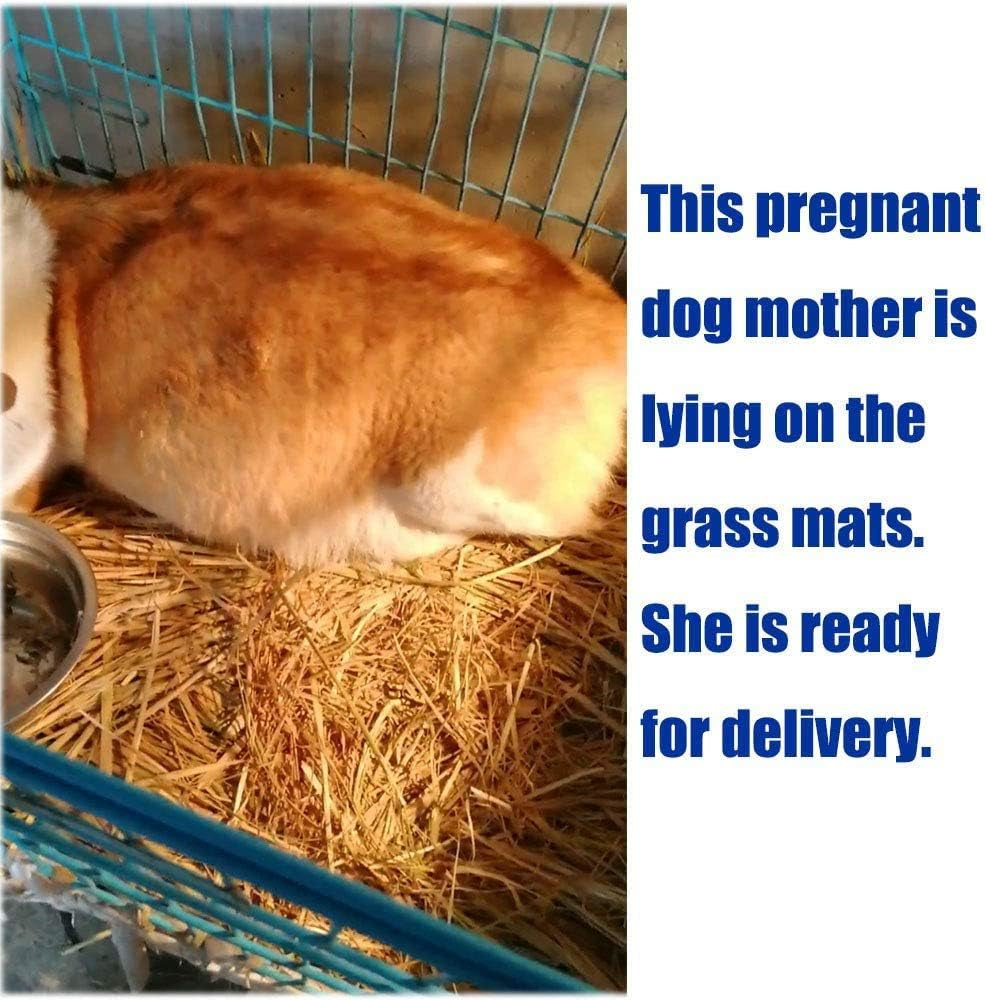 Grass Mat for Rabbit Bunny Chew Toys Woven Bed Mat for Guinea Pig Chinchilla Squirrel Hamster Cat Dog and Small Animal (12PCS Grass Mat)